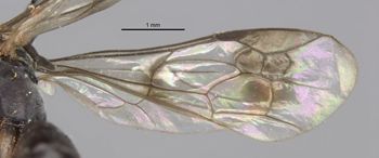 Media type: image;   Entomology 26631 Aspect: Wing front